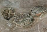 Cluster of Beautiful Basseiarges Trilobites - Jorf, Morocco #124893-3